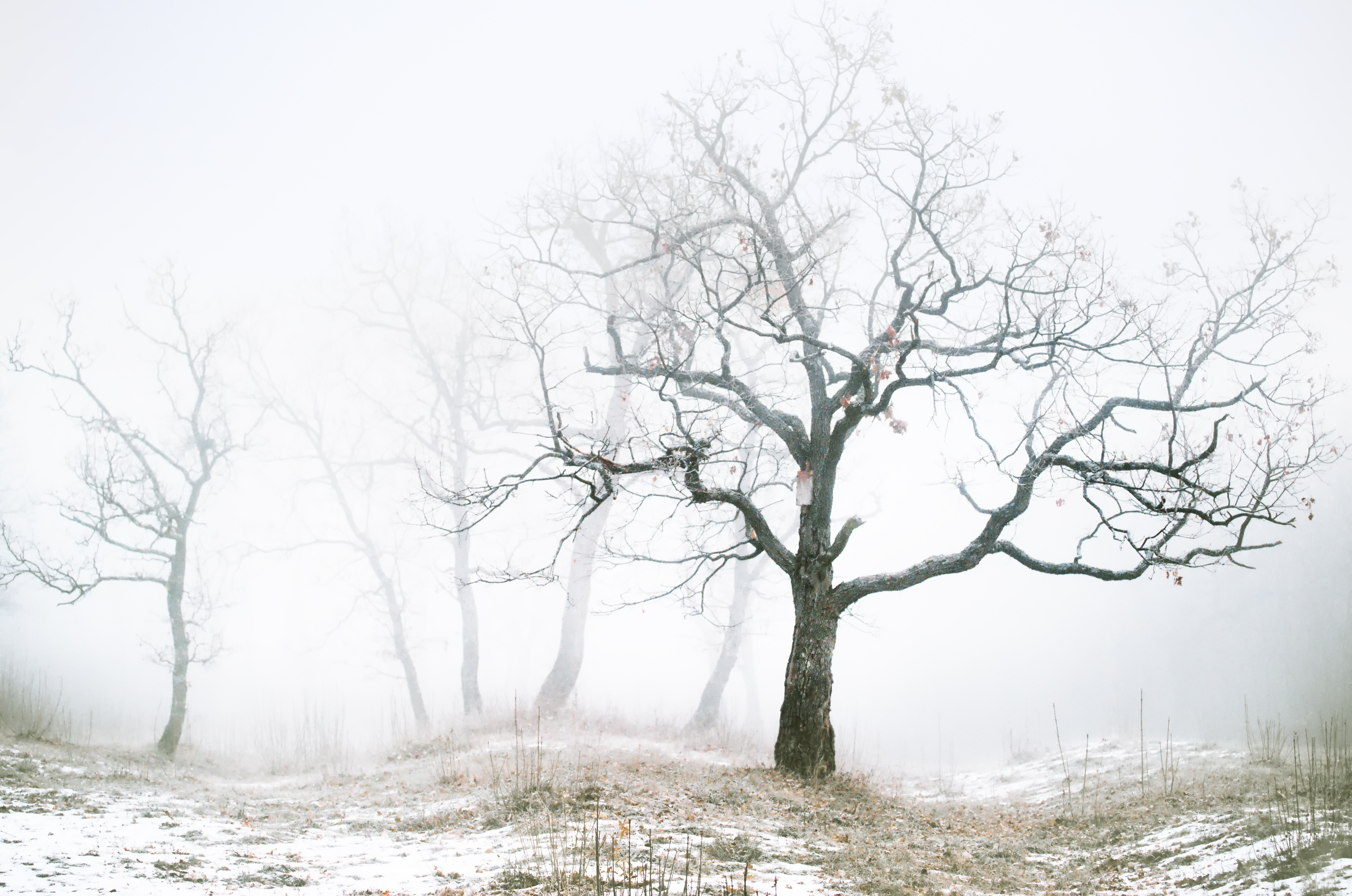 Desolate trees