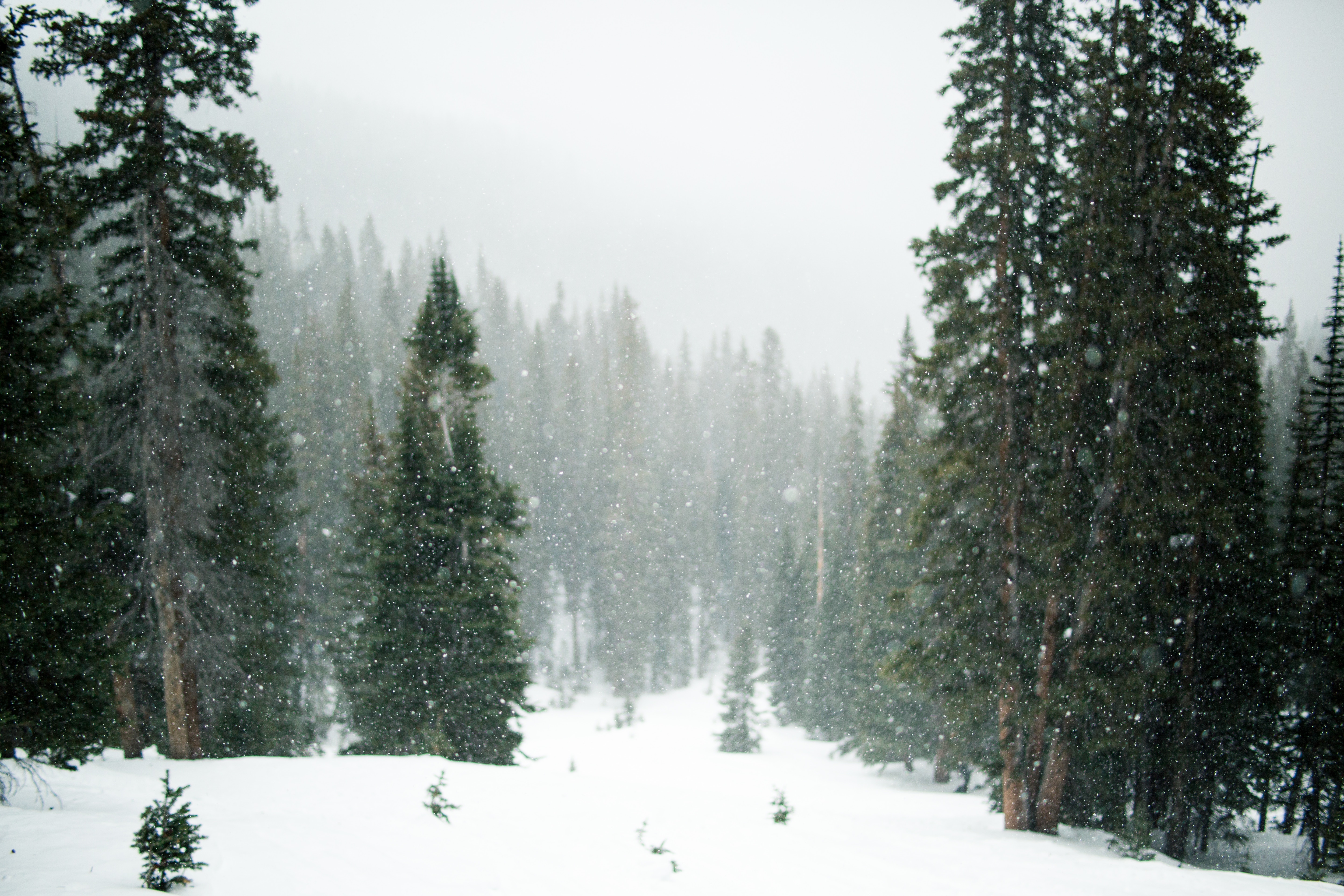 winter mountain trees