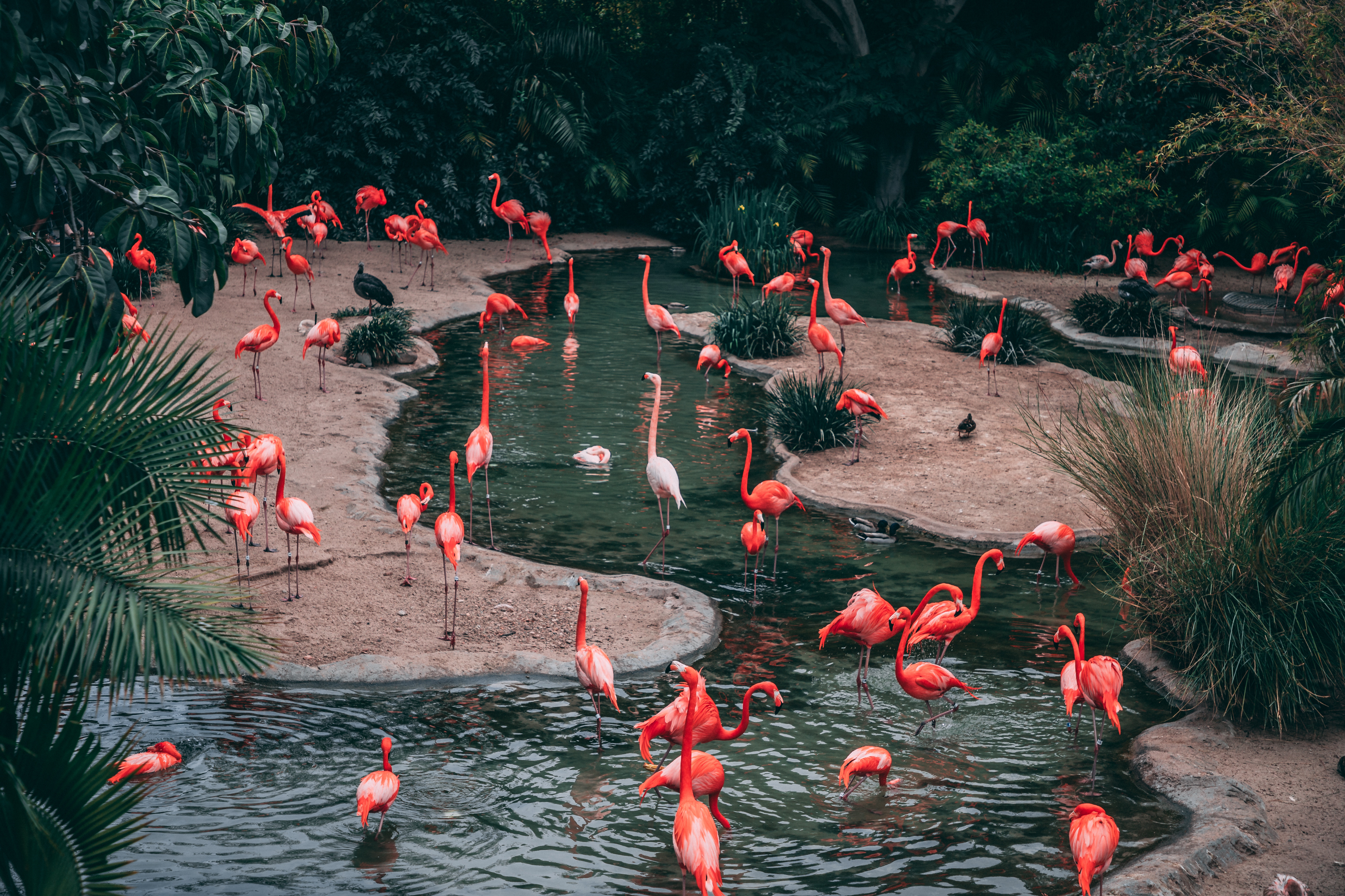 flamingos