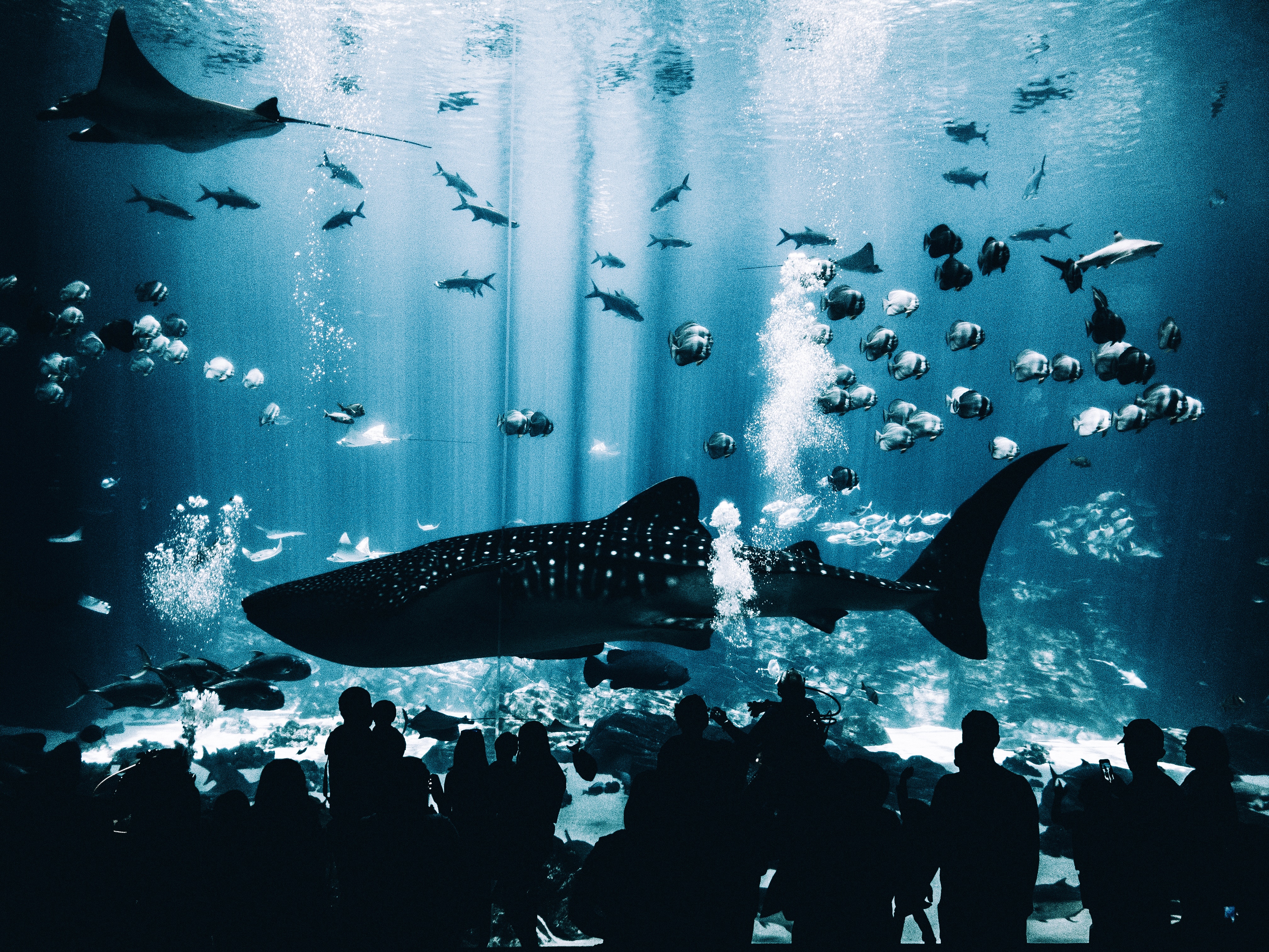 Whale shark